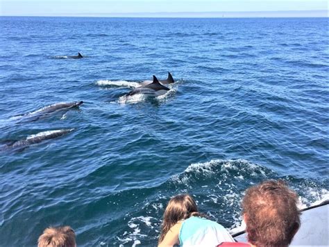 observação de golfinhos
